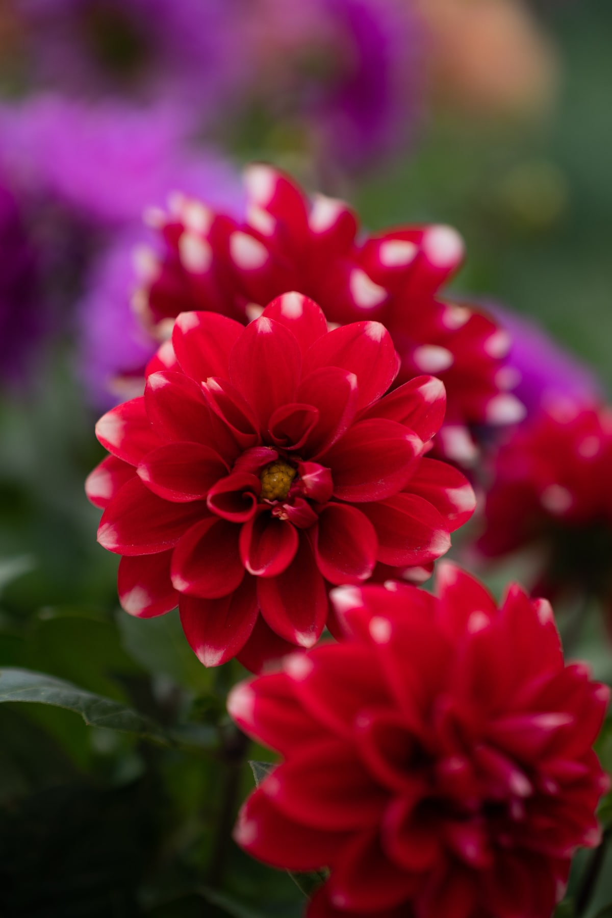 MK-60MM F2.8 Aps-C EF