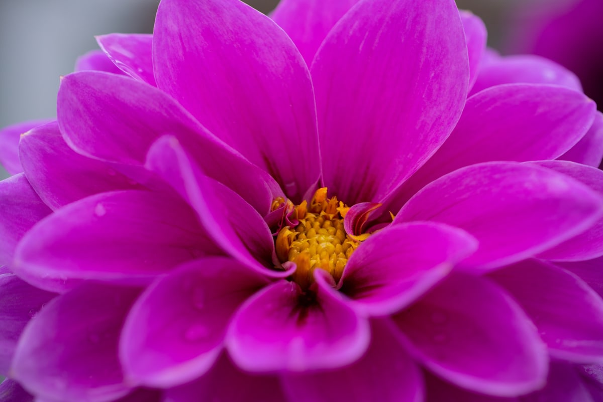 MK-60MM F2.8 Aps-C RF