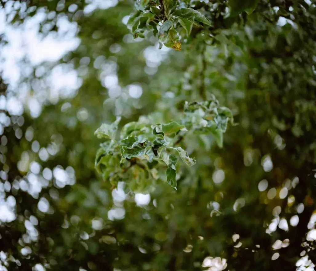 OUT-OF-FOCUS LIGHTS AND QUIET DETAIL
