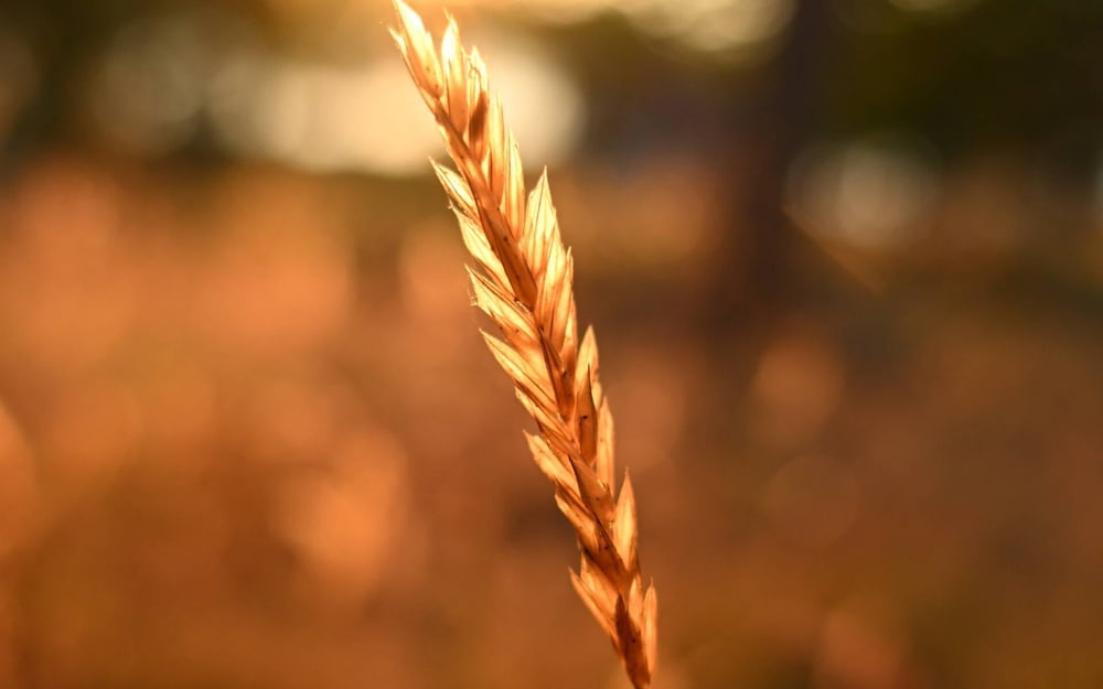 Krásný bokeh při každé ohniskové vzdálenosti