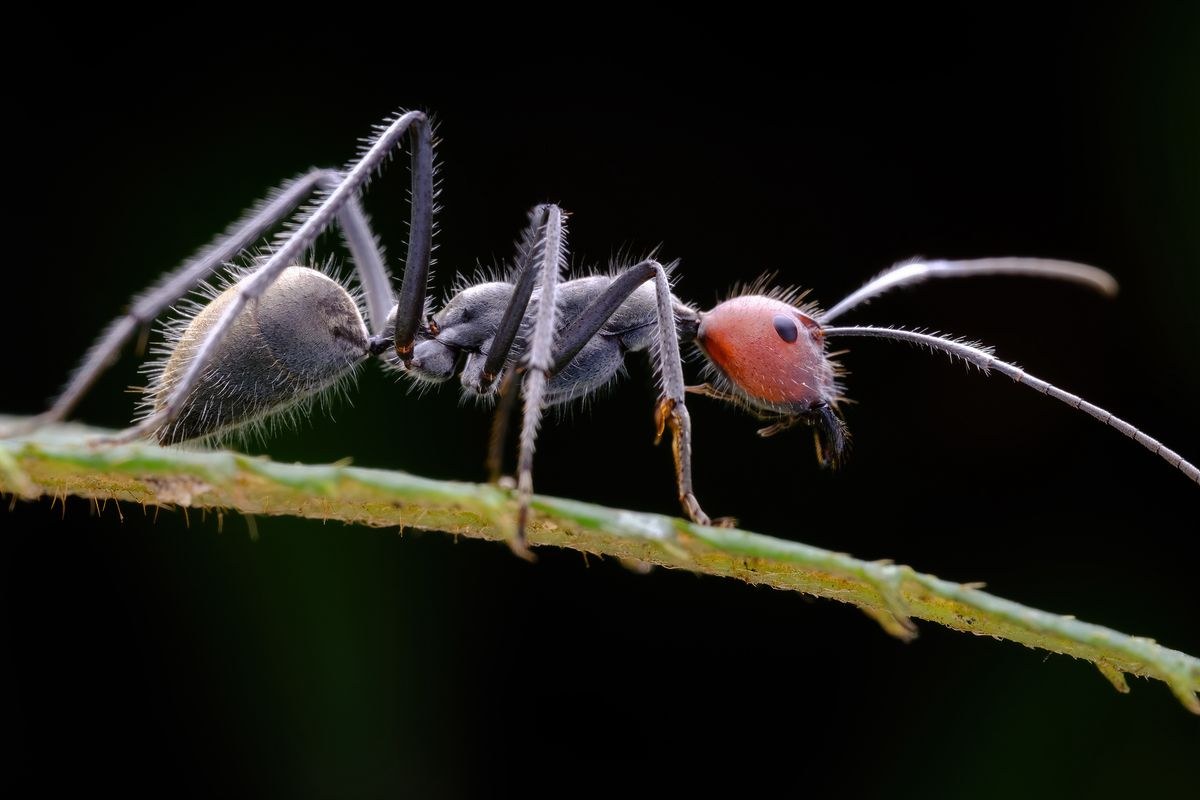 TTArtisan Macro 100mm F2.8 2x – Ukázky snímků