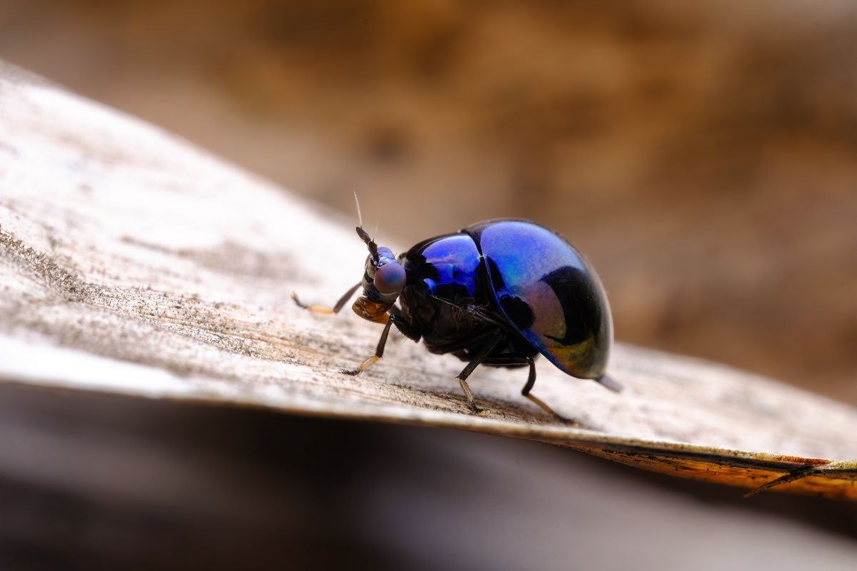 TTArtisan Macro 100mm F2.8 2x – Ukázky snímků