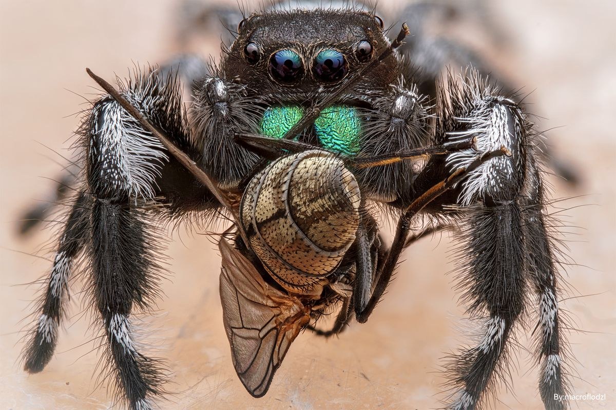 TTArtisan Macro 100mm F2.8 2x – Ukázky snímků