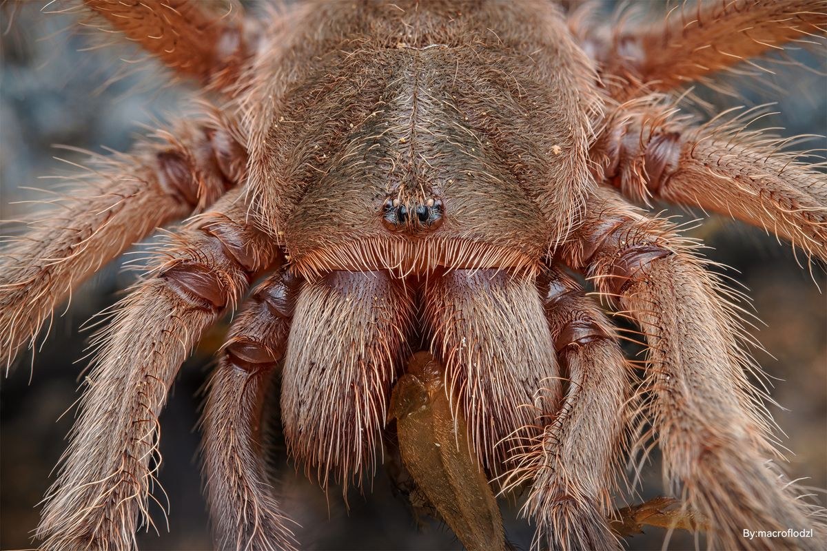 TTArtisan Macro 100mm F2.8 2x – Ukázky snímků